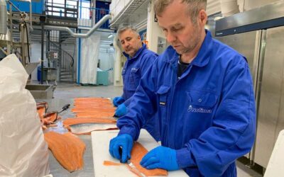 – Pukkellaksen er en ypperlig matfisk
