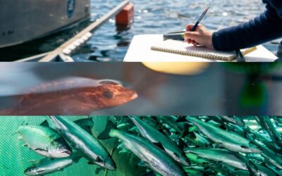 – HI sin risikorapport for norsk fiskeoppdrett 2022 – genetisk endring og lakselus – største risiko