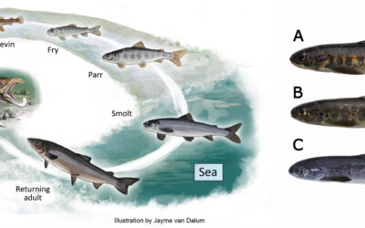 Masteroppgave – Er laksen klar for havet og saltvannet?