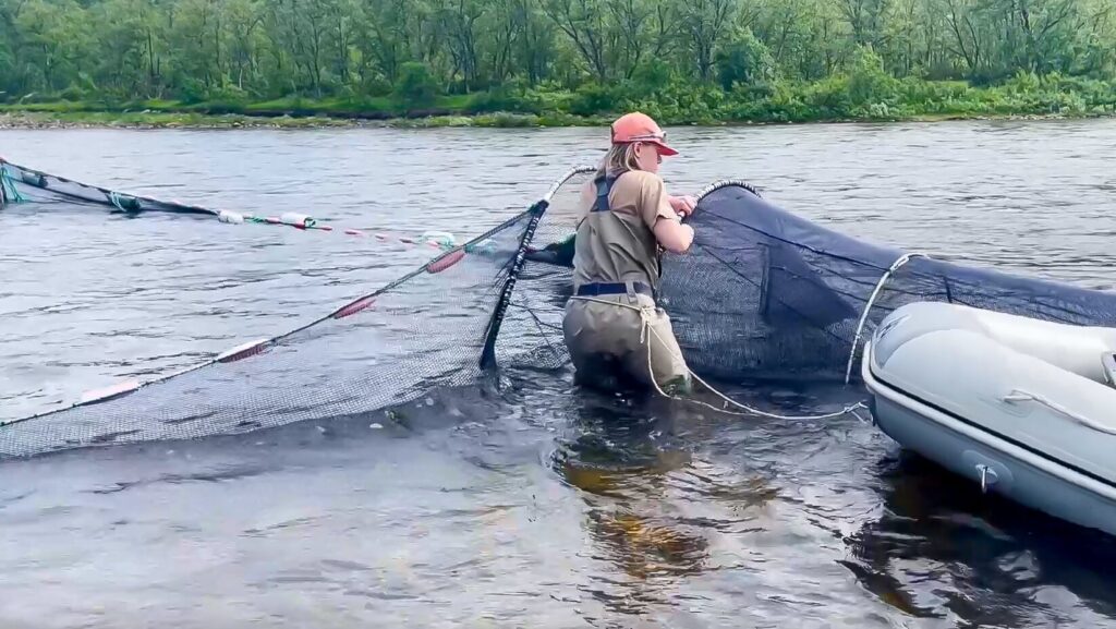 Foto av Vera Andreassen Løvold som røkter felle i Repparfjordelva.