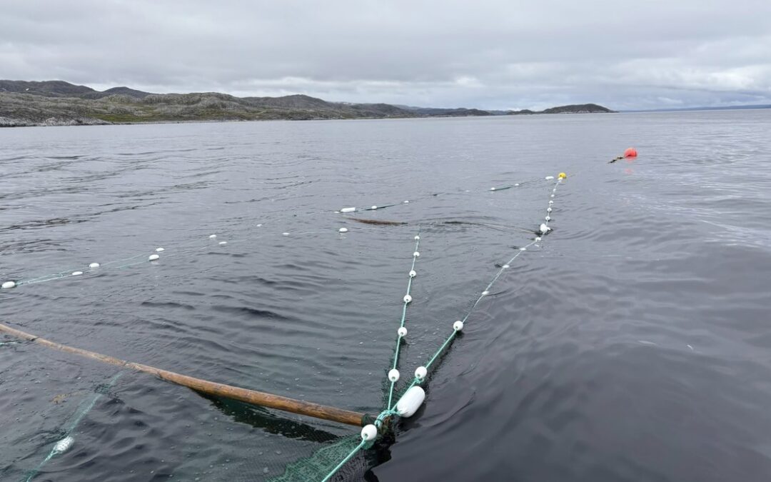 Forskere fisker stillehavslaks med modifisert kilenot